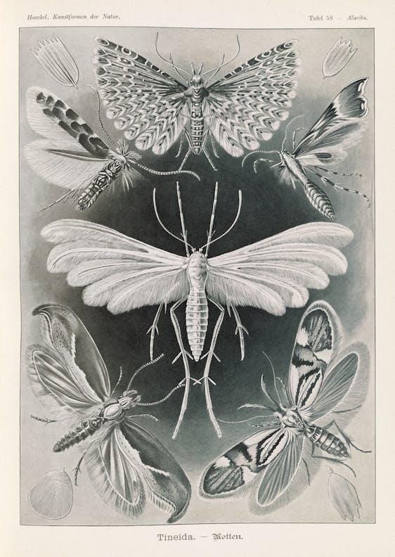 Plate 58, Tineida