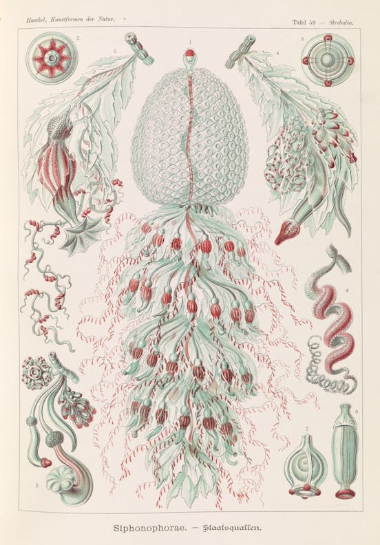 Plate 59, Siphonophorae