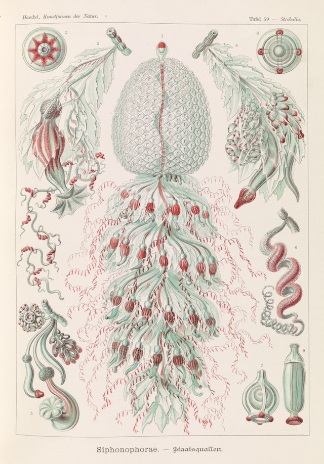 Plate 59, Siphonophorae