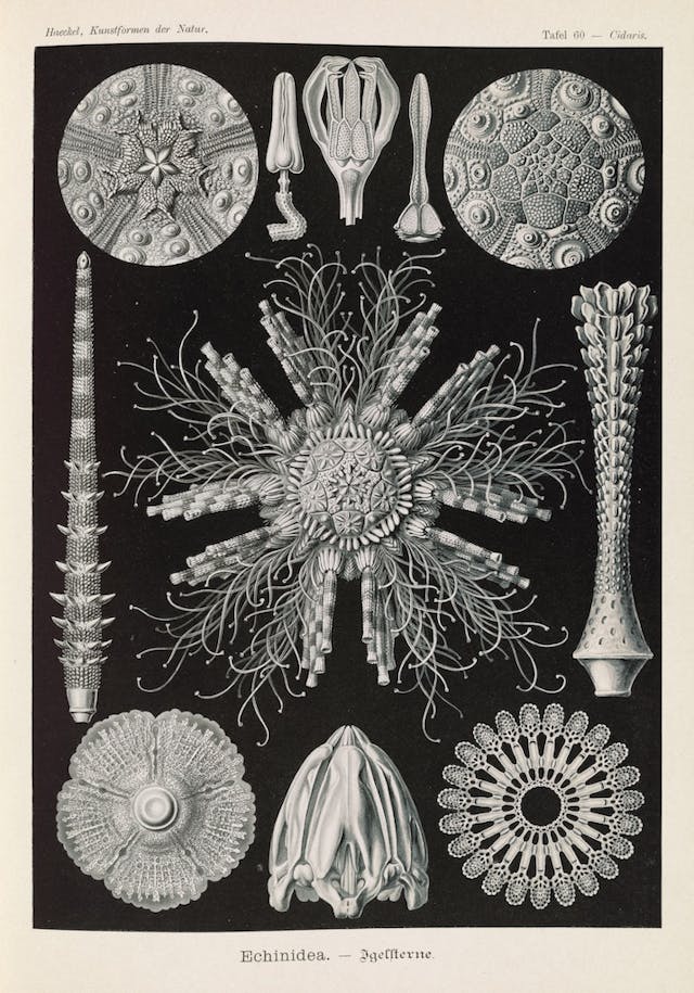 Plate 60, Echinidea