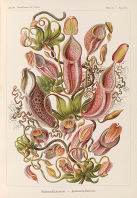 Plate 62, Nepenthaceae
