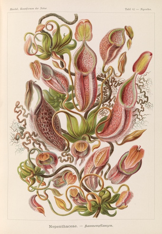 Plate 62, Nepenthaceae