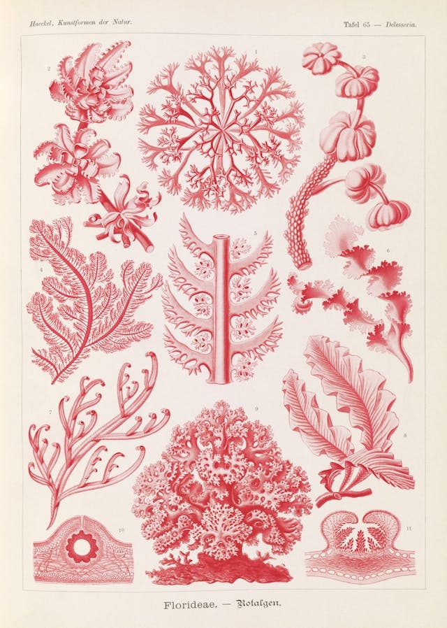 Plate 65, Florideae