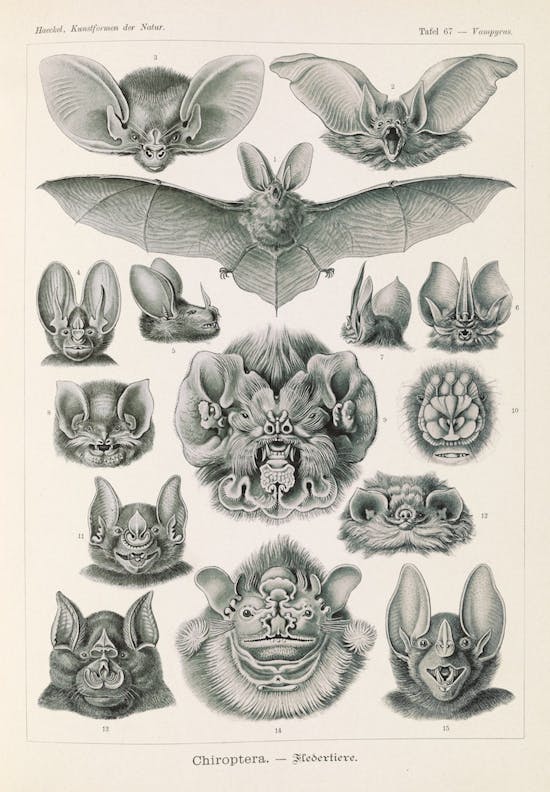 Plate 67, Chiroptera