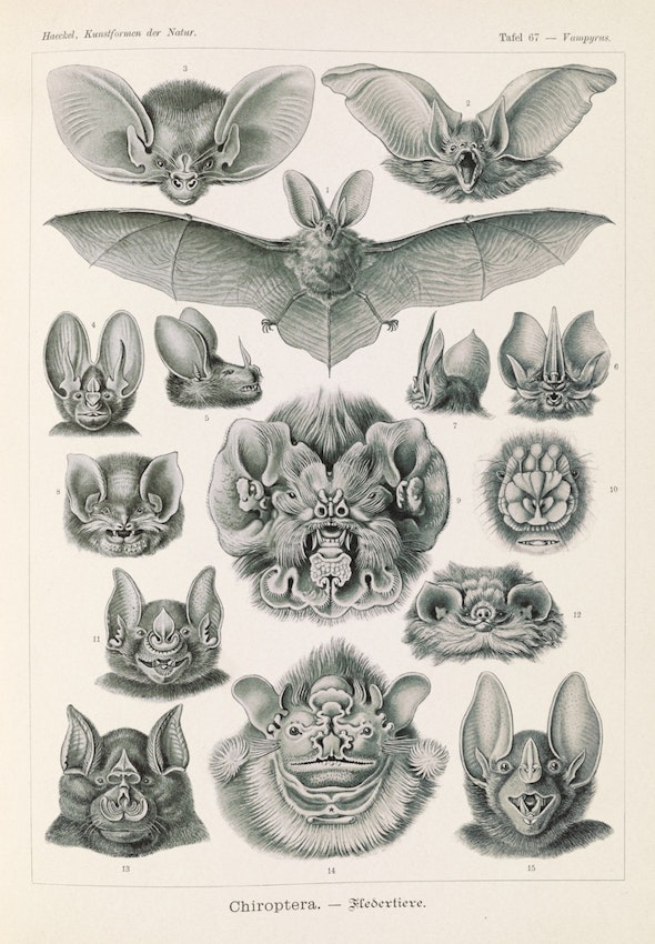 Patch arrière Ernst Haeckel Chiroptera chauve-souris, Art Formes de la  nature 1904, patch dos de chauve-souris, vintage Art de lillustration  scientifique -  Canada