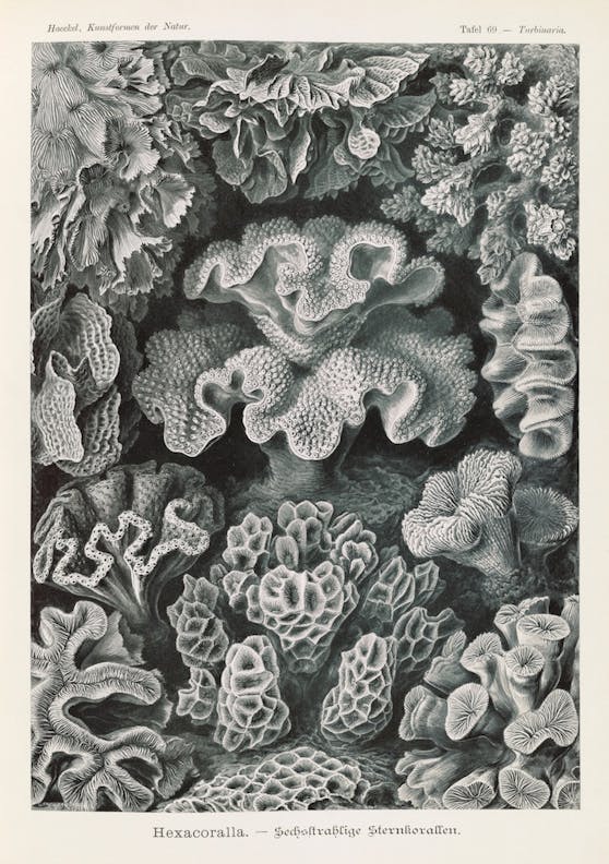 Plate 69, Hexacoralla