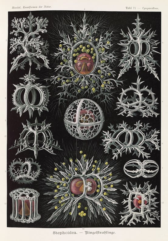 Plate 71, Stephoidea