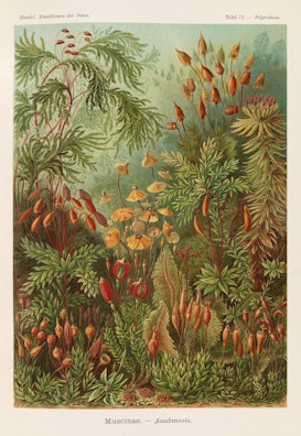 Plate 72, Muscinae