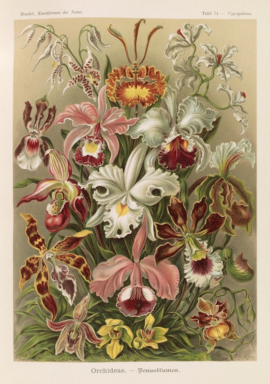 Plate 74, Orchideae