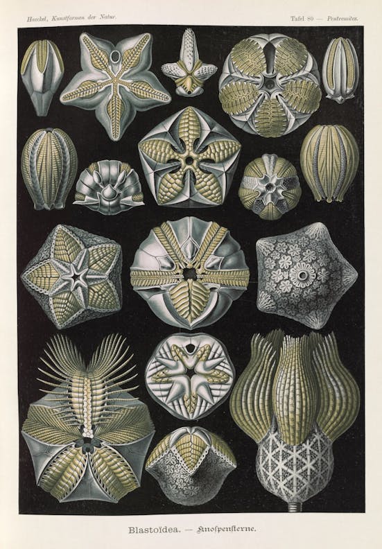 Plate 80, Blastoidea