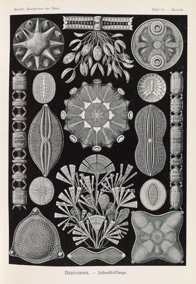 Plate 84, Diatomea