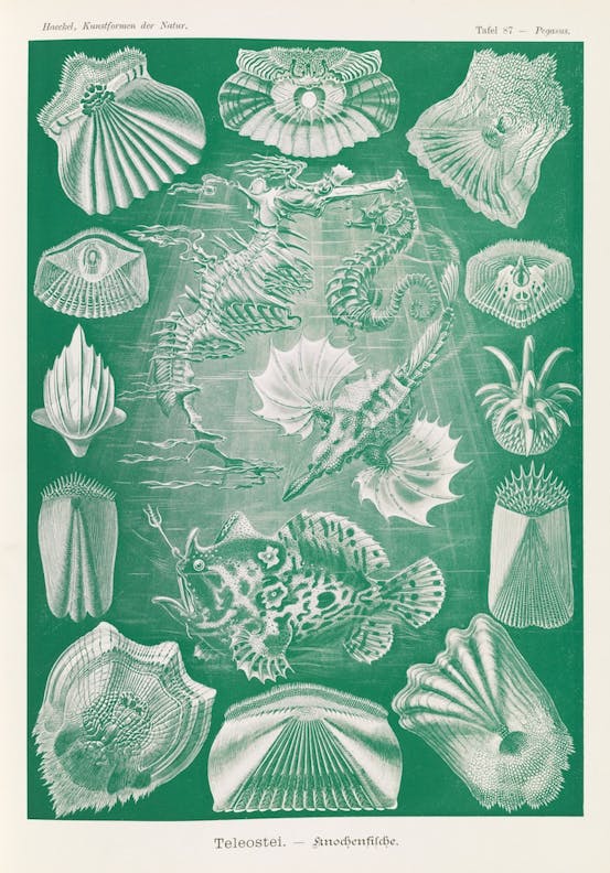 Plate 87, Teleostei