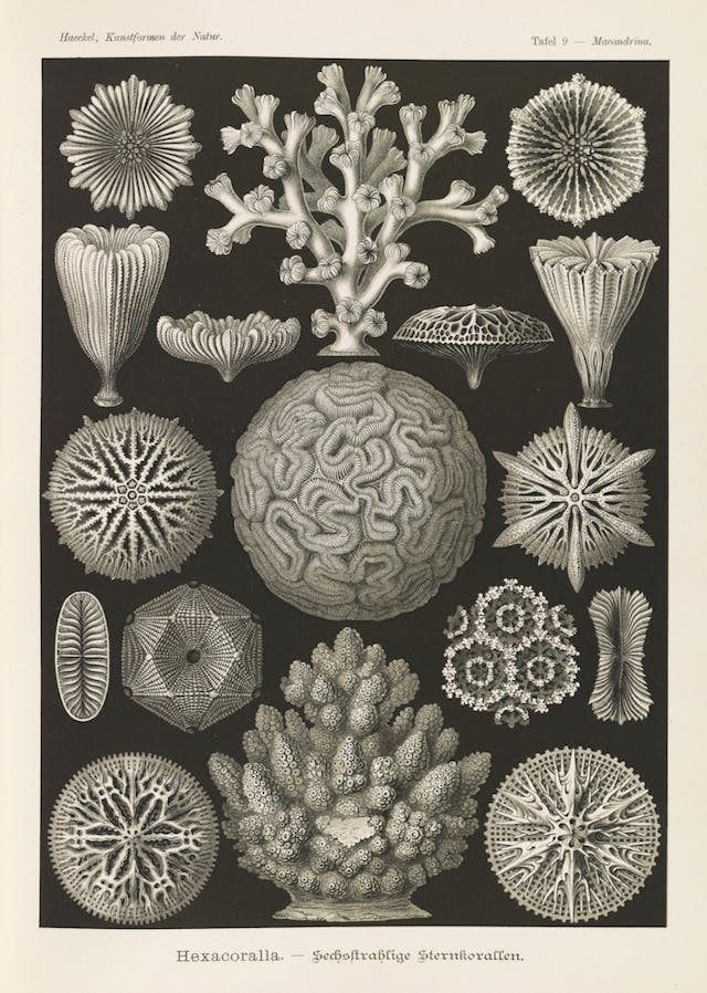 Plate 9, Hexacoralla