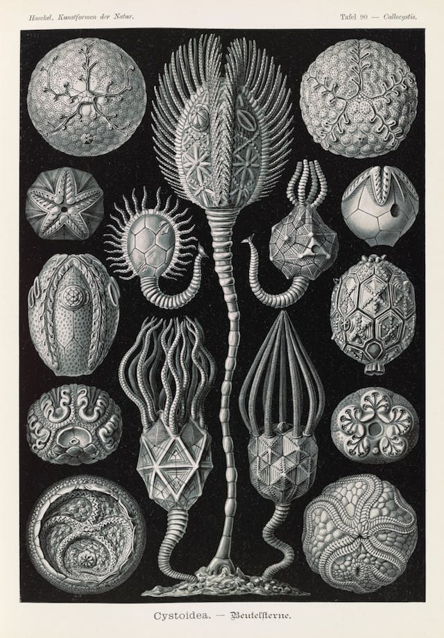 Plate 90, Cystoidea