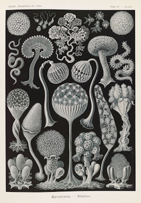 Plate 93, Mycetozoa
