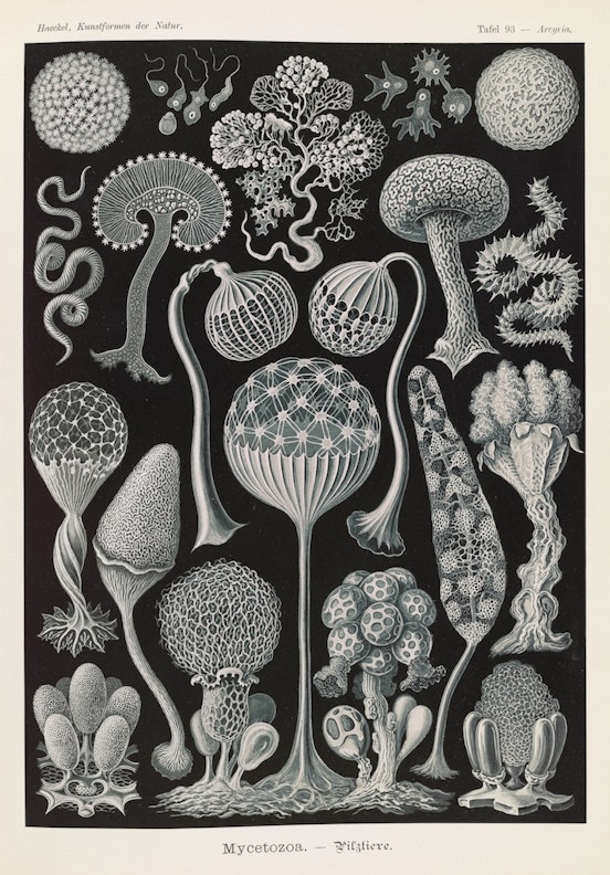 Plate 93, Mycetozoa