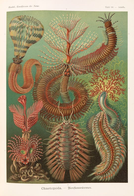 Plate 96, Chaetopoda