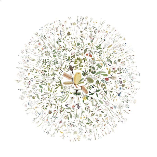 Visualisation of Australian Botanicals