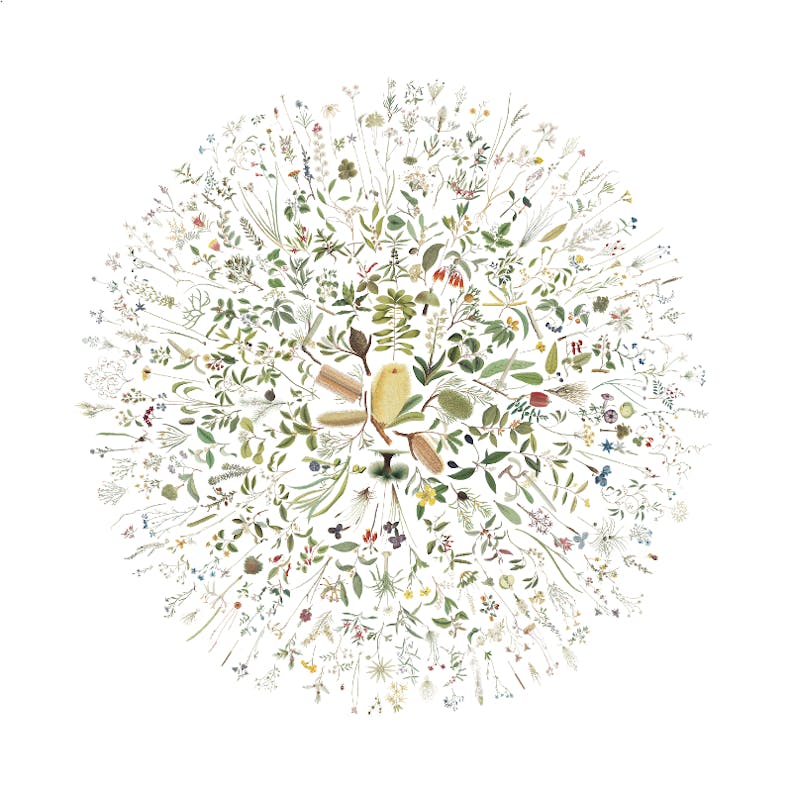 Visualisation of Australian Botanicals