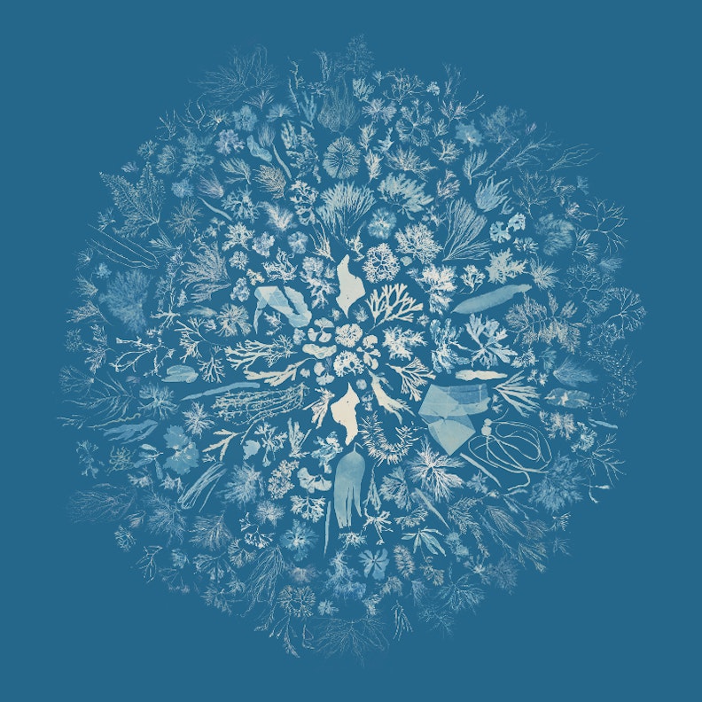 Visualisation of Anna Atkins' Cyanotypes