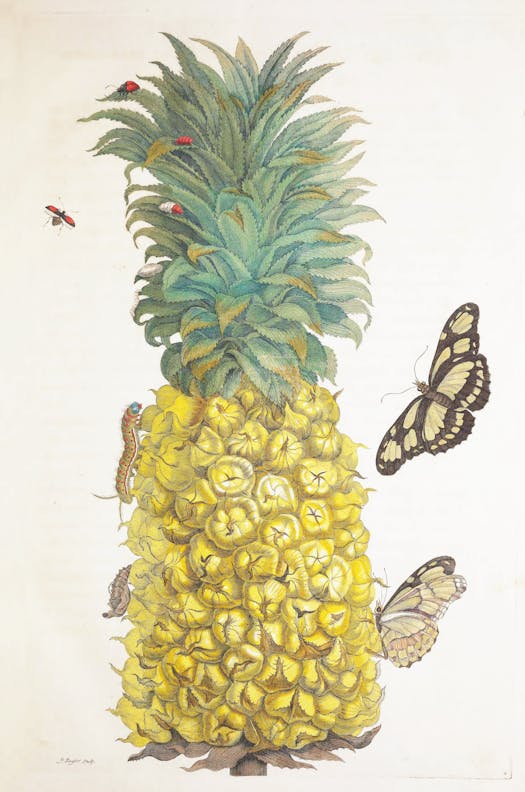 Pineapple