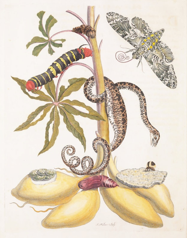 Cassava Root with Garden Tree Boa, Sphinx Moth and Treehopper