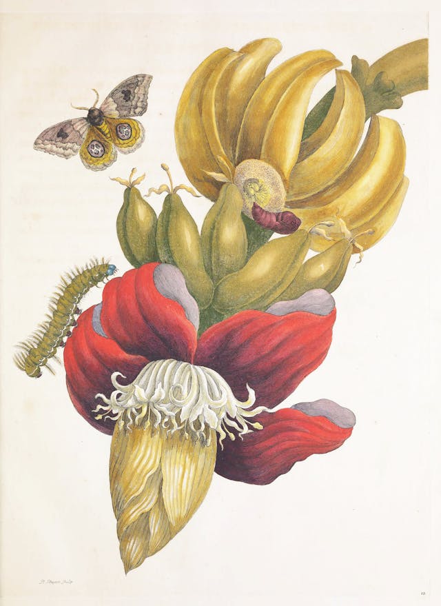 Branch of Banana with Bullseye Moth