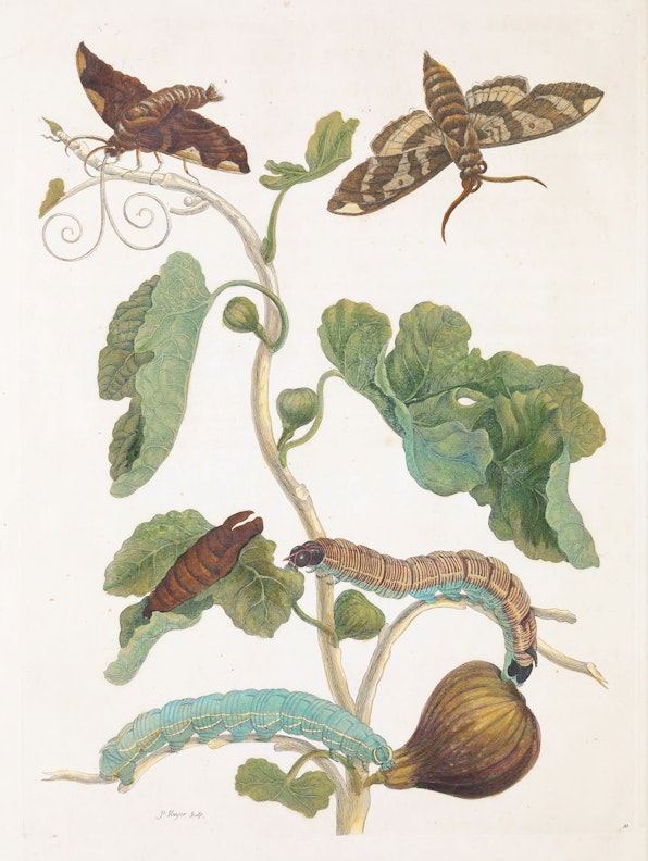 Branch of a Fig with Sphinx Moths