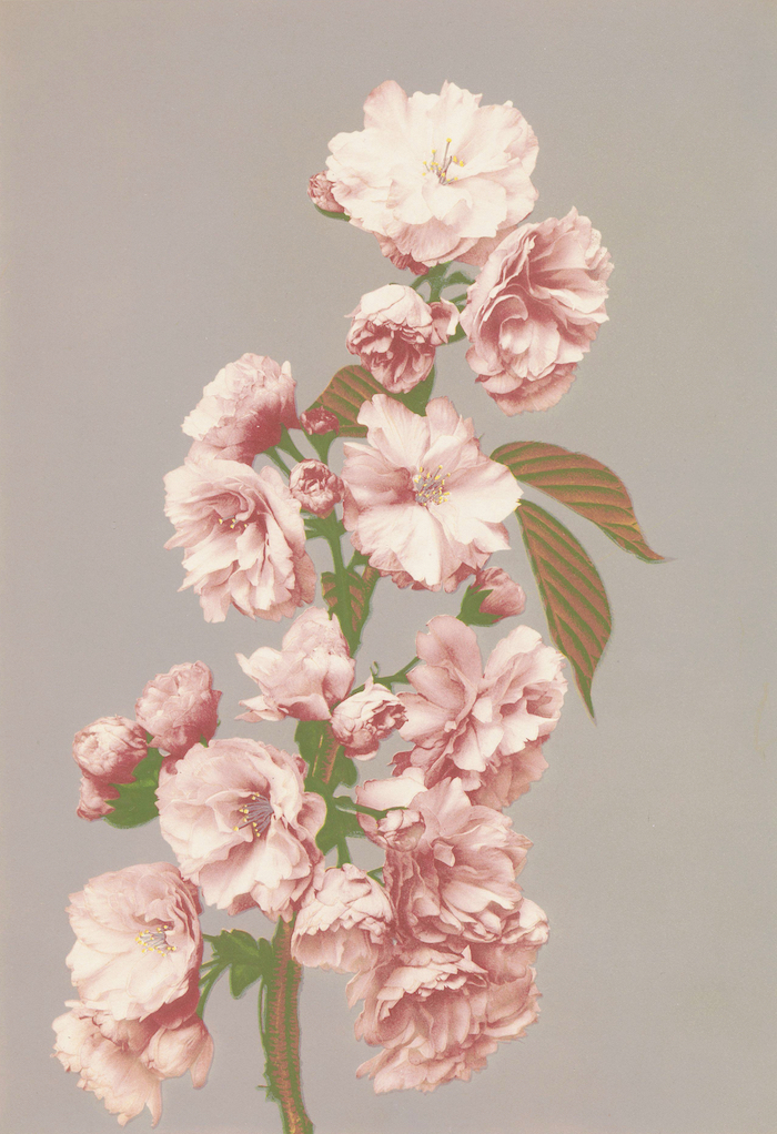 Cherry blossom – Product — The Public Domain Review