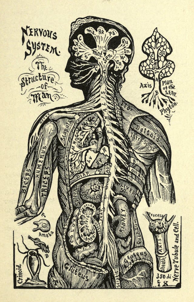 Nervous Structure