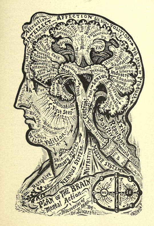 Plan of the Brain