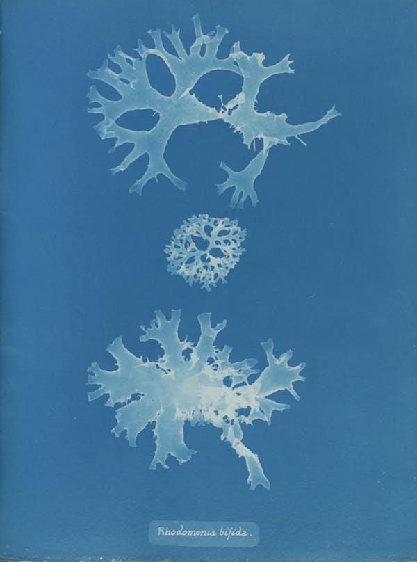 anna atkins algae cyanotype