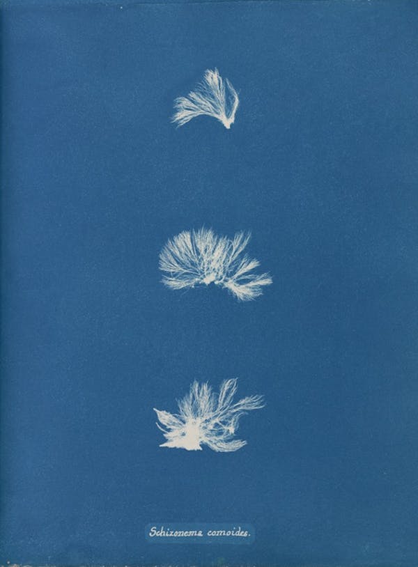 anna atkins algae cyanotype