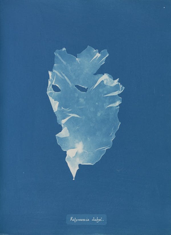 anna atkins algae cyanotype