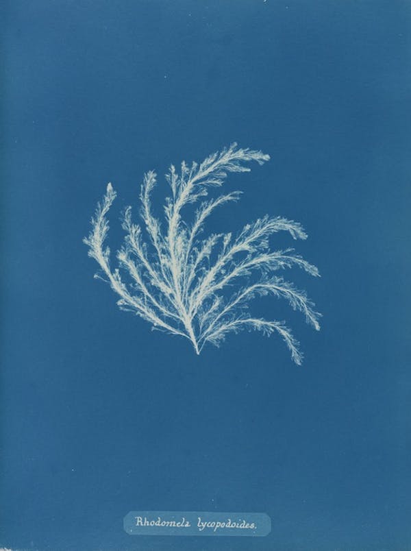 anna atkins algae cyanotype