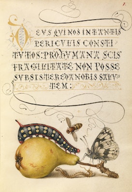 Fly, Caterpillar, Pear, and Centipede