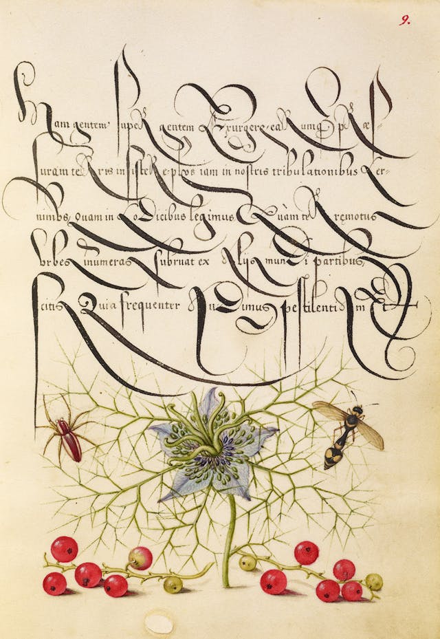 Spider, Love-in-a-Mist, Potter Wasp, and Red Currant