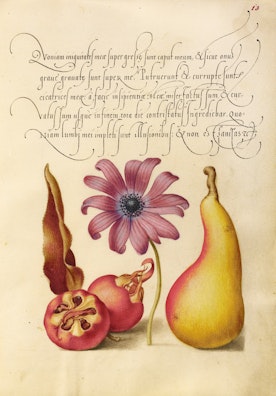 Medlar, Poppy Anemone, and Pear