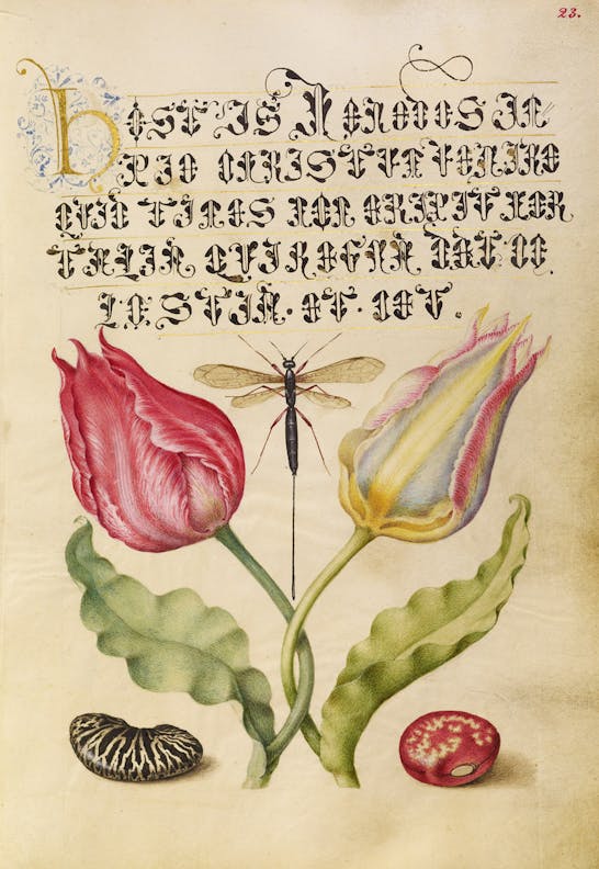 Tulips, Fly, Kidney Bean, and Bean