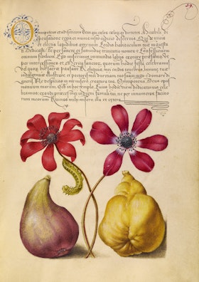 Poppy Anemones, Caterpillar, Fig, and Quince