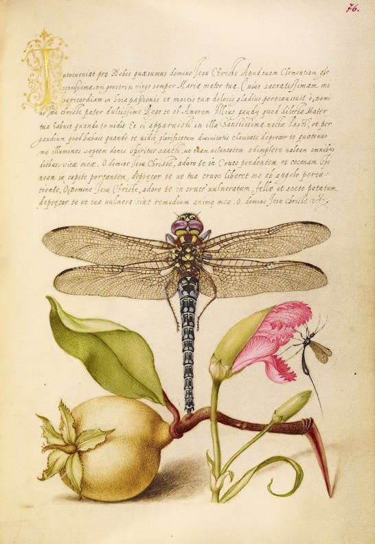 Dragonfly, Pear, Carnation, and Insect