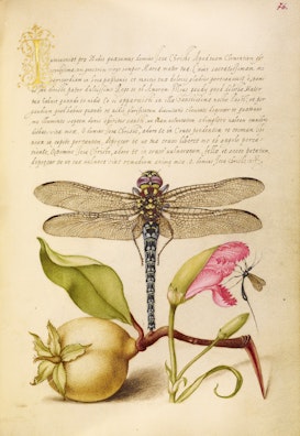 Dragonfly, Pear, Carnation, and Insect