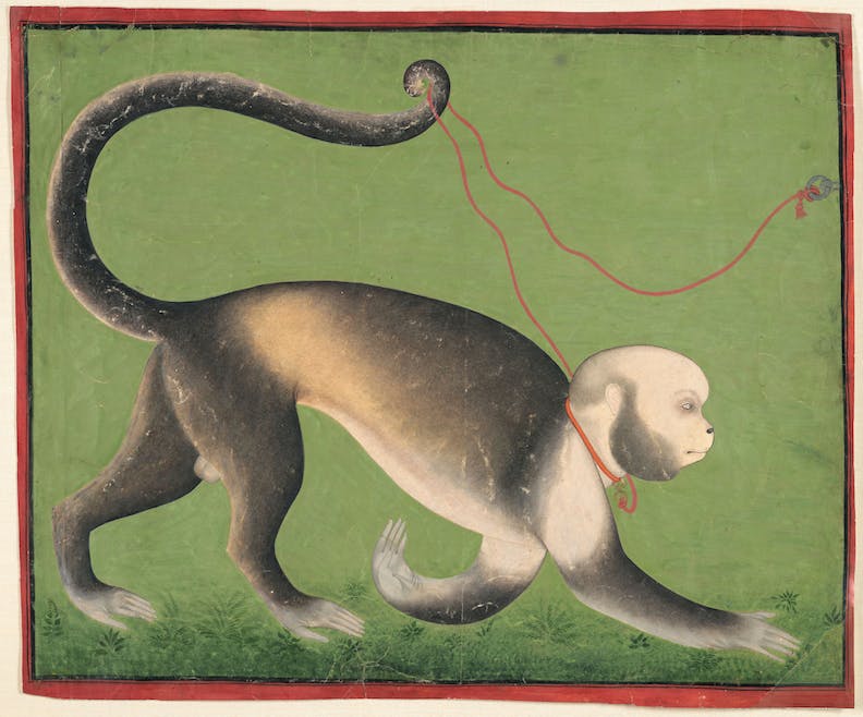 A Monumental Portrait of a Monkey