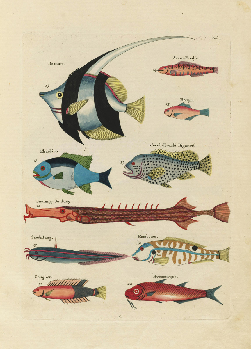 Louis Renard's Fish, Folio 3 – Product — The Public Domain Review