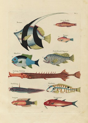 Louis Renard's Fish, Folio 21 – Product – The Public Domain Review