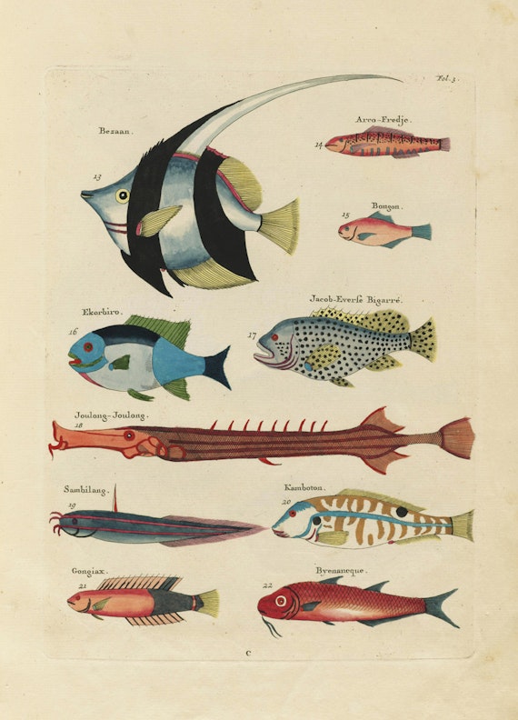 Louis Renard's Fish, Folio 3
