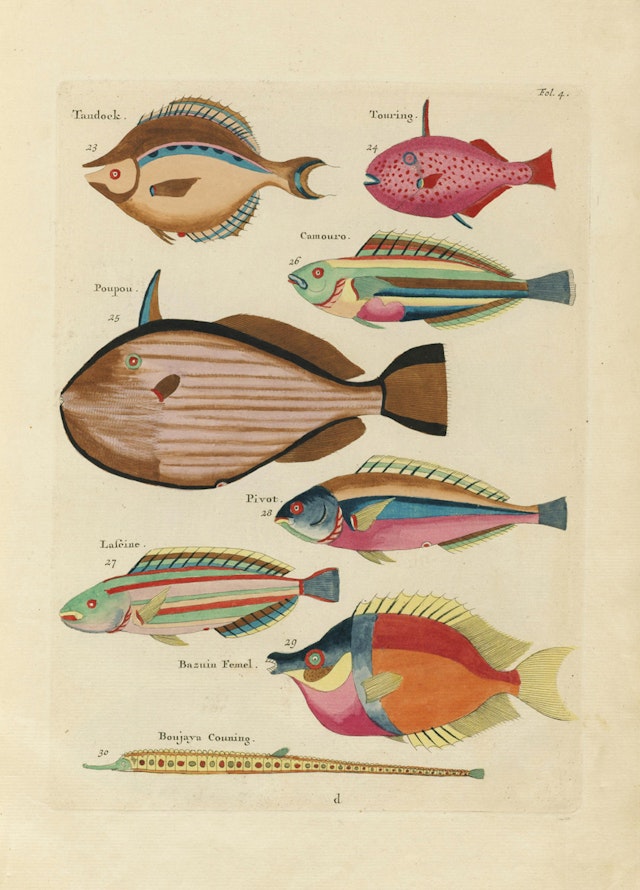 Louis Renard's Fish, Folio 4
