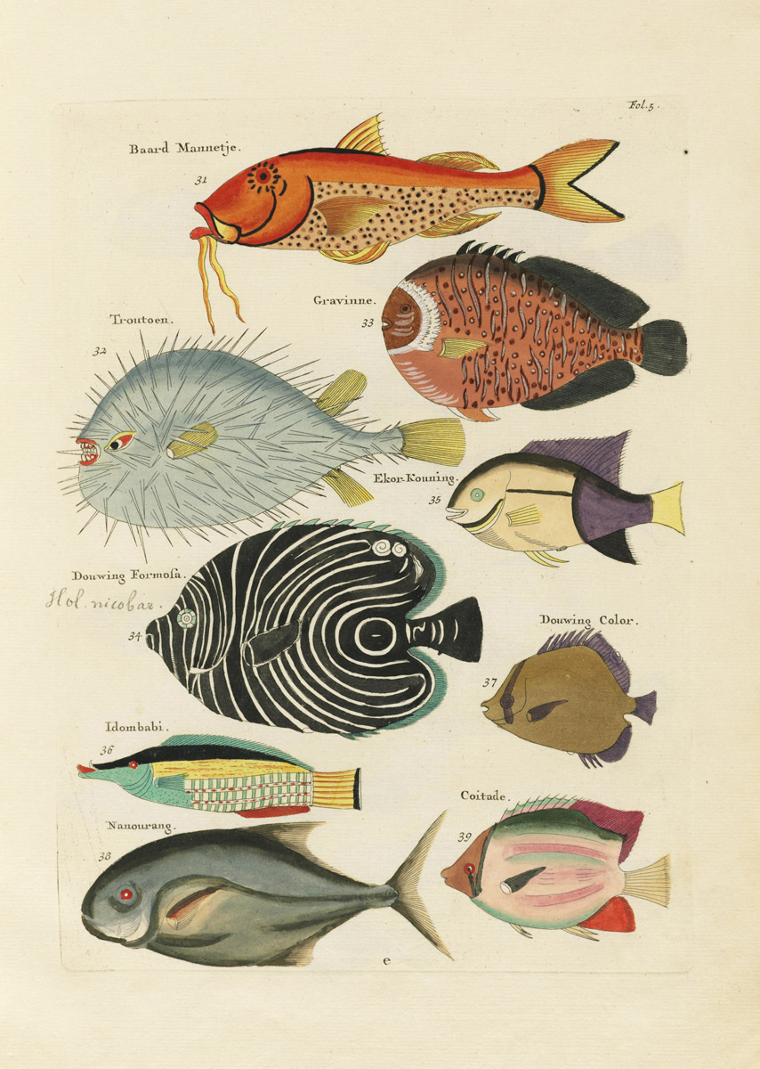Louis Renard's Fish, Folio 5 Product The Public Domain