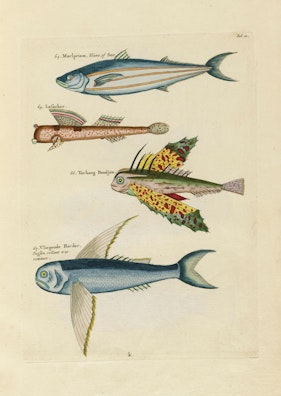 Louis Renard's Fish, Folio 10