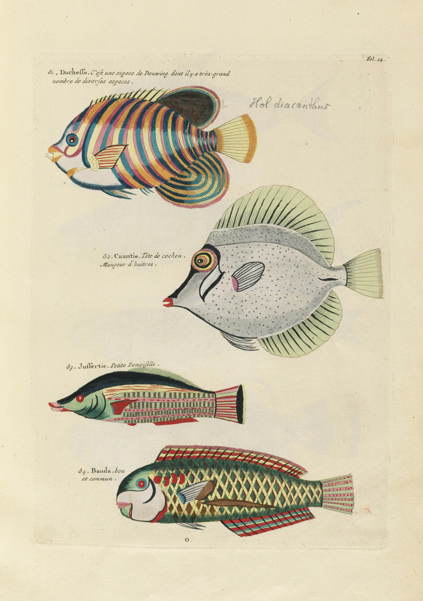 Louis Renard's Fish, Folio 14 Product The Public